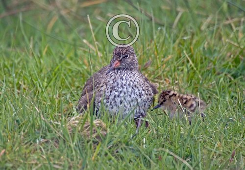 Redshank with Chick DM1092